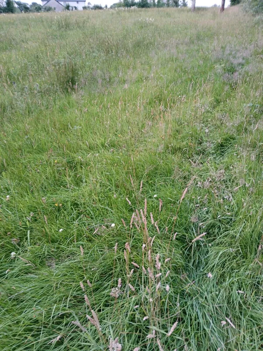 Organic meadow cut and take away - Image 2