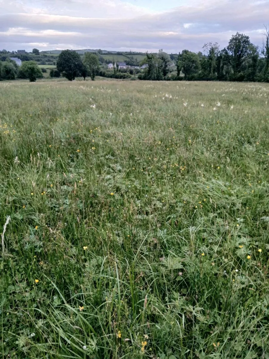 Organic meadow cut and take away - Image 3