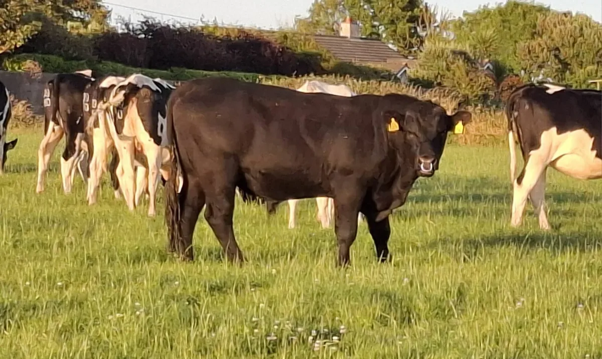 Bull - Image 1
