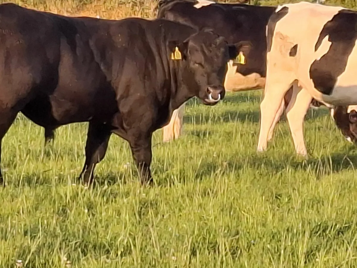 Bull - Image 2