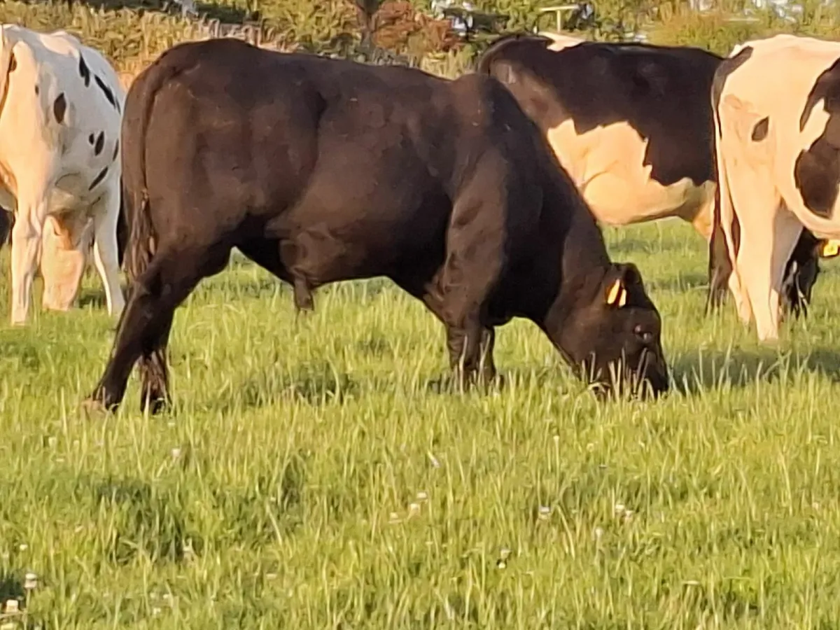 Bull - Image 3