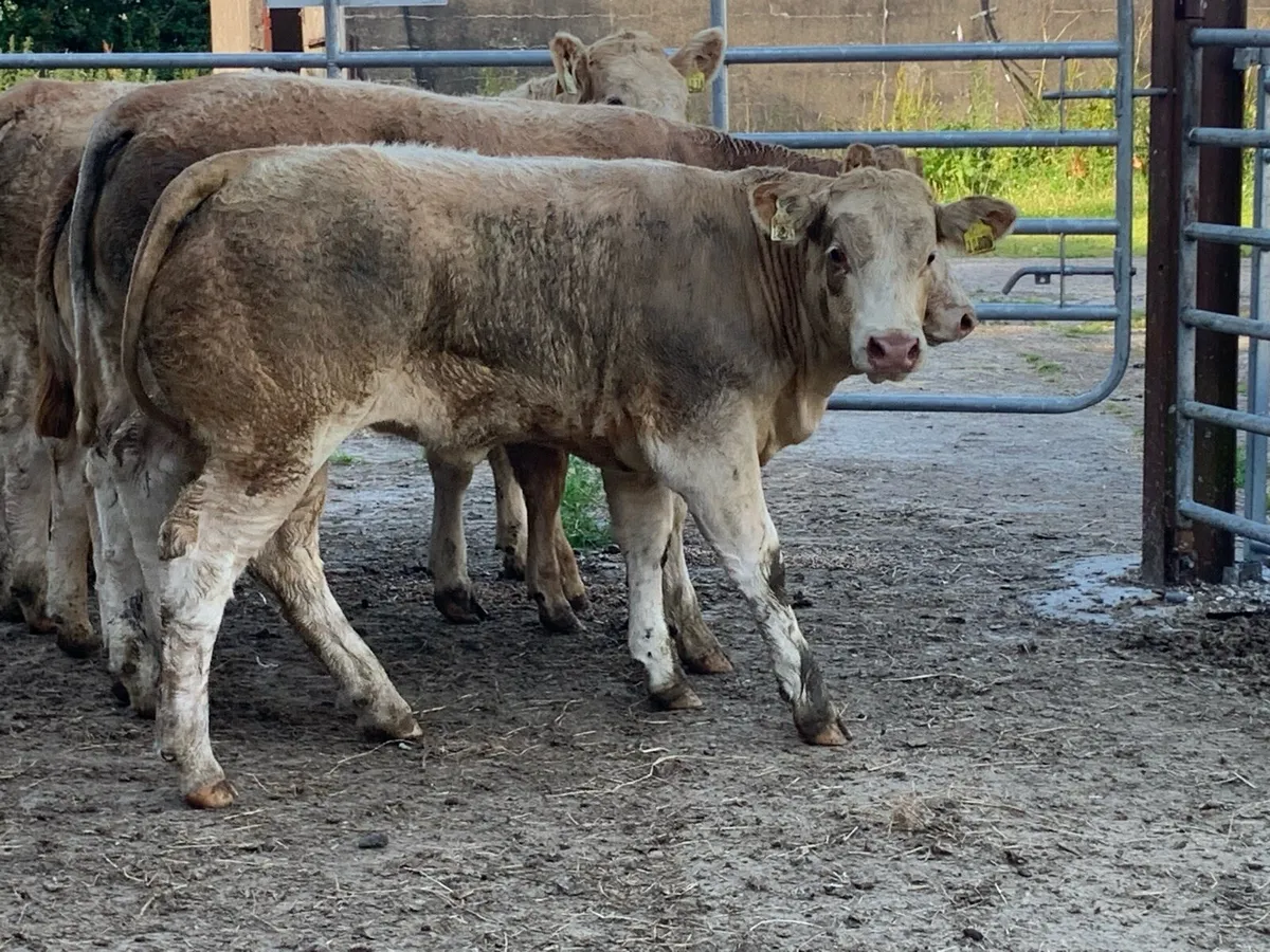 6 super u grade heifers - Image 1