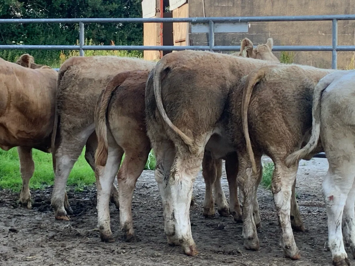 6 super u grade heifers - Image 2