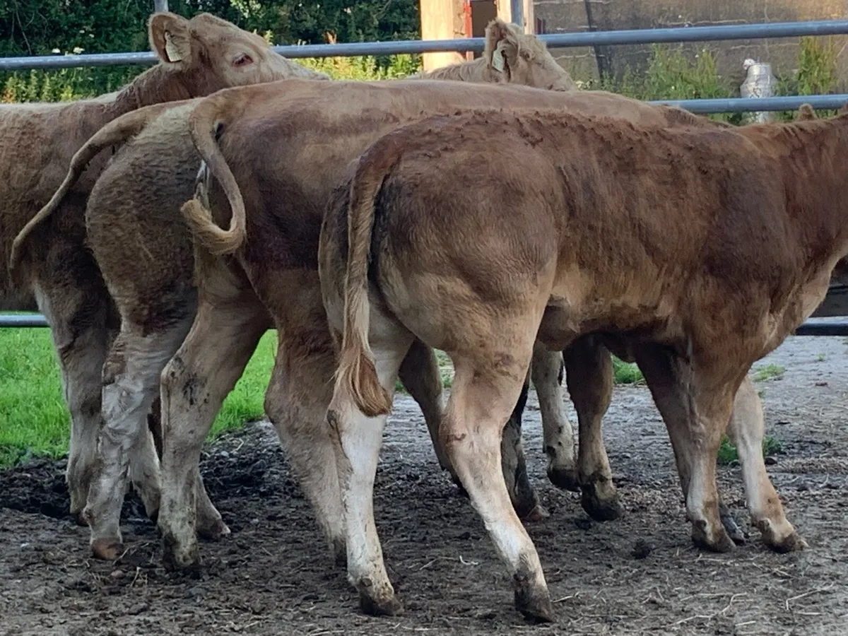 6 super u grade heifers - Image 3