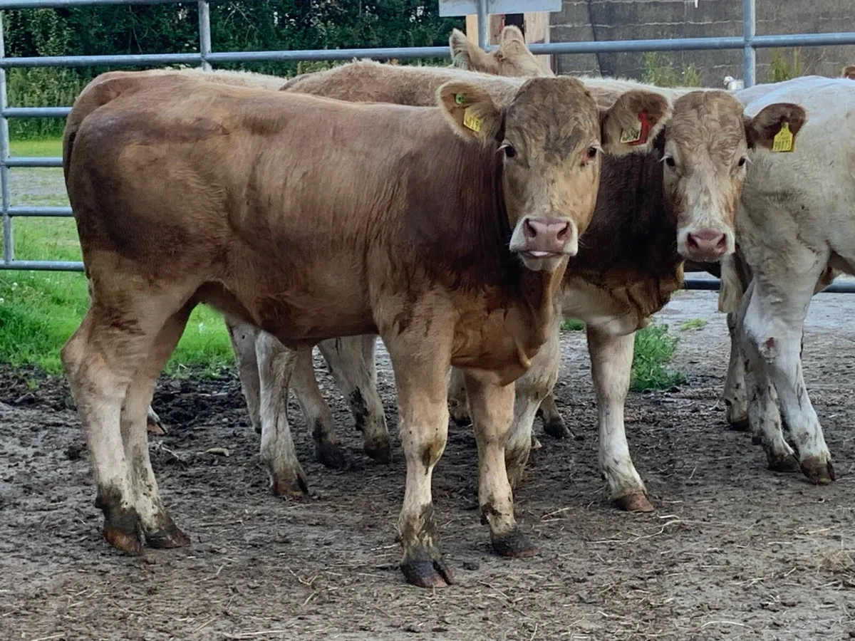 6 super u grade heifers - Image 4