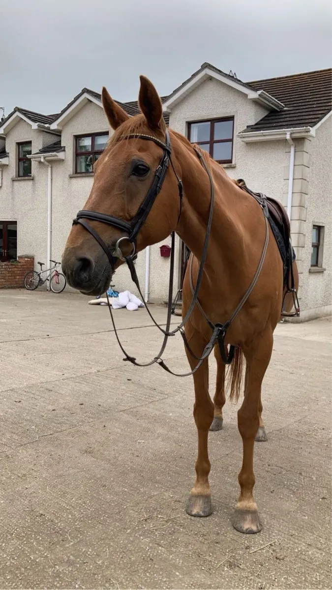 Horse - Image 1