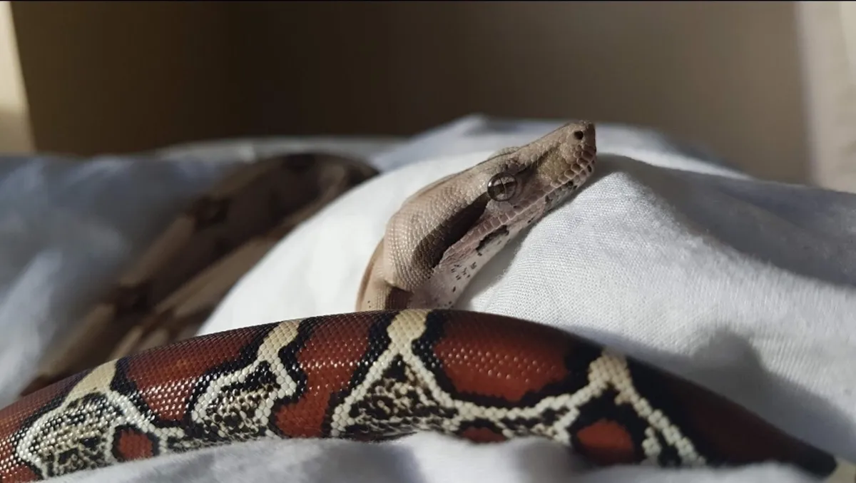 Suriname Red Tail boa + setup - Image 1