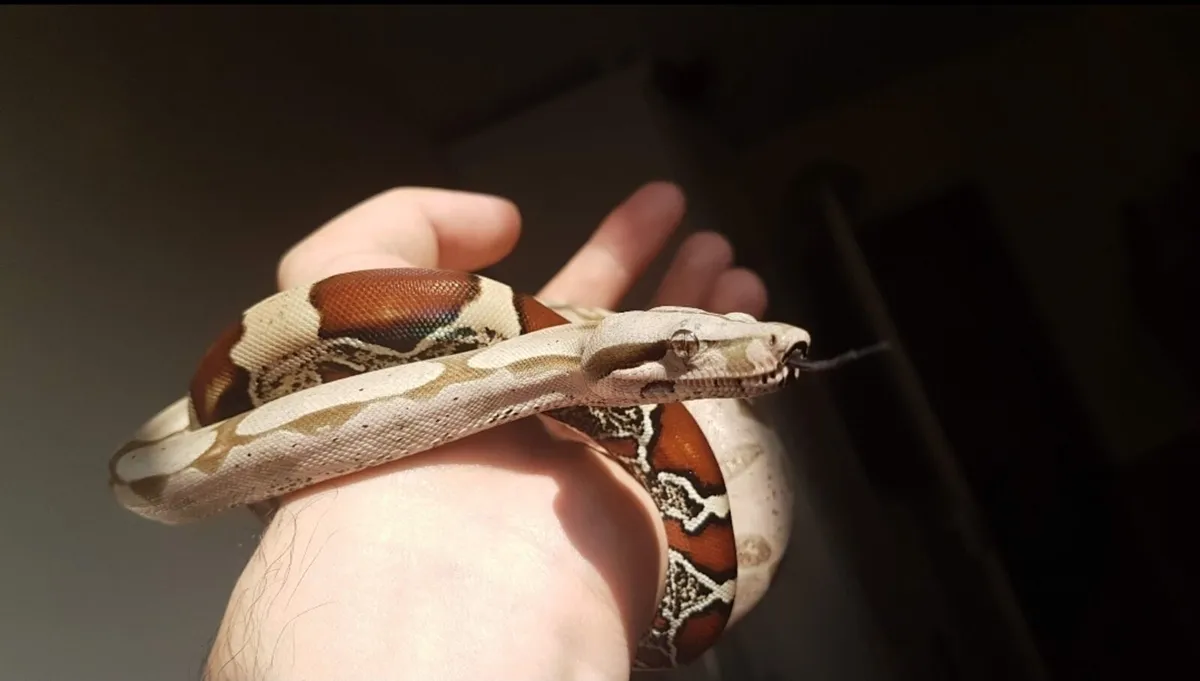 Suriname Red Tail boa + setup - Image 2