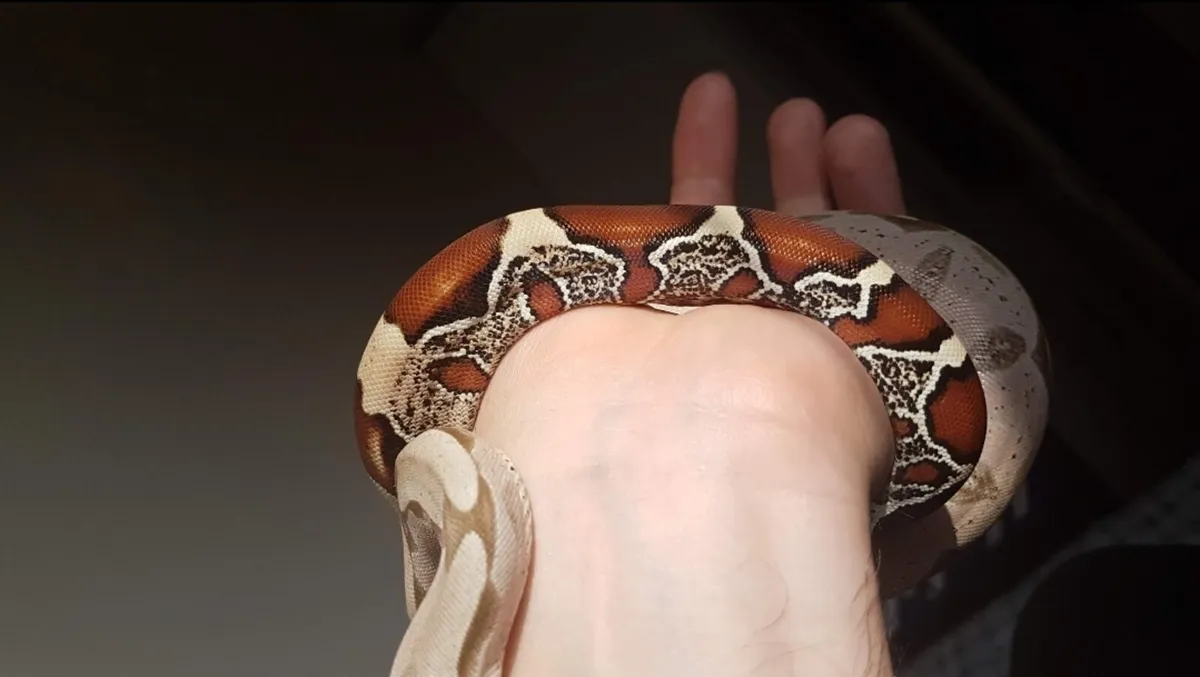 Suriname Red Tail boa + setup - Image 3