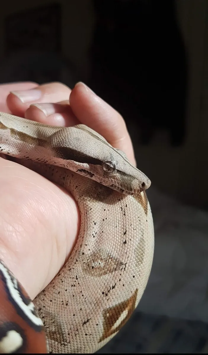 Suriname Red Tail boa + setup - Image 4