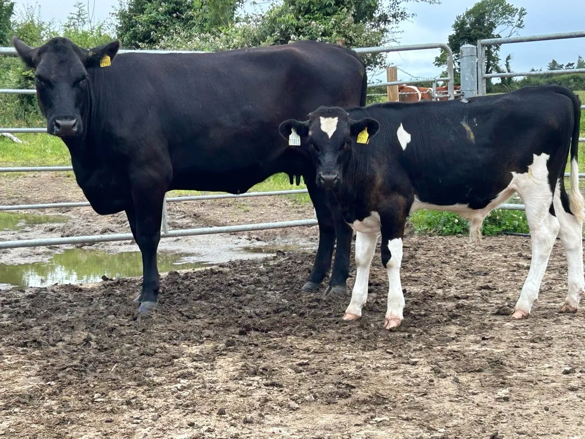 5 star heifer and bull calf - Image 1