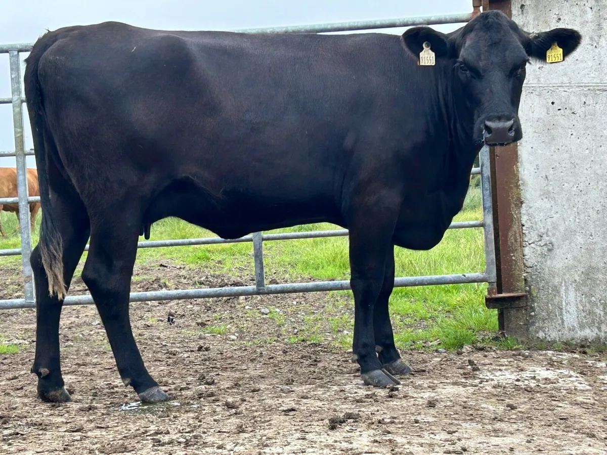 5 star heifer and bull calf - Image 2