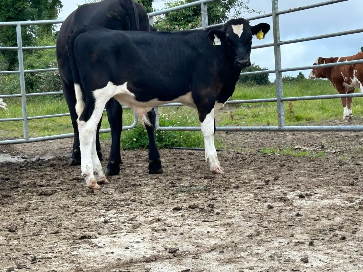 5 star heifer and bull calf - Image 3