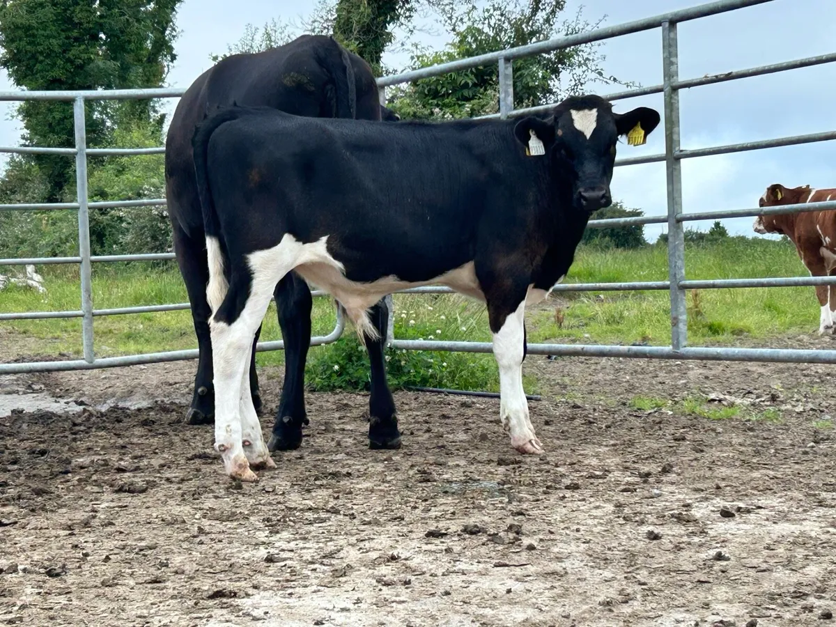 5 star heifer and bull calf - Image 4