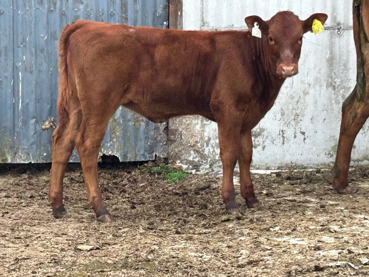 Red limousine heifer and heifer calf - Image 2