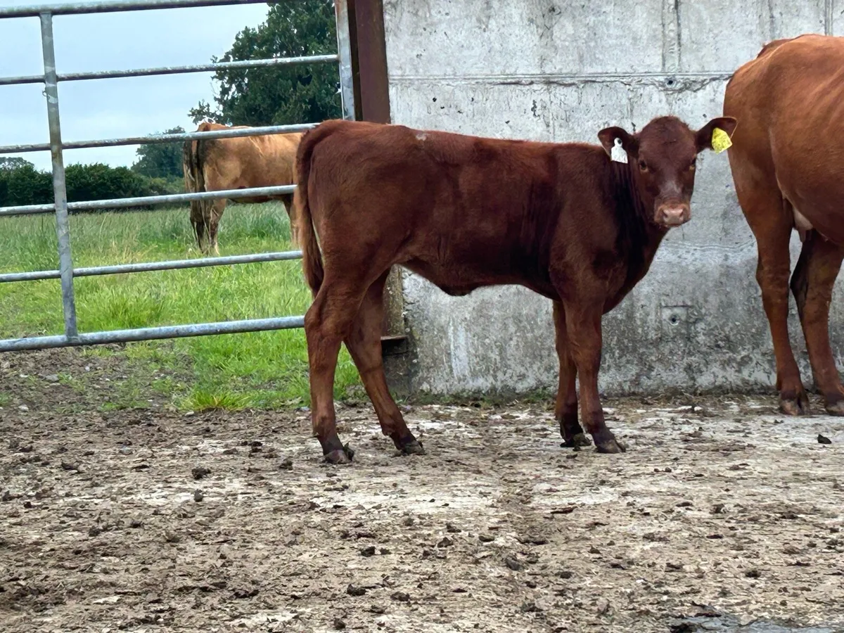 Red limousine heifer and heifer calf - Image 3