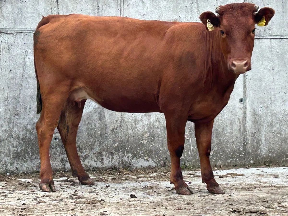 Red limousine heifer and heifer calf - Image 4
