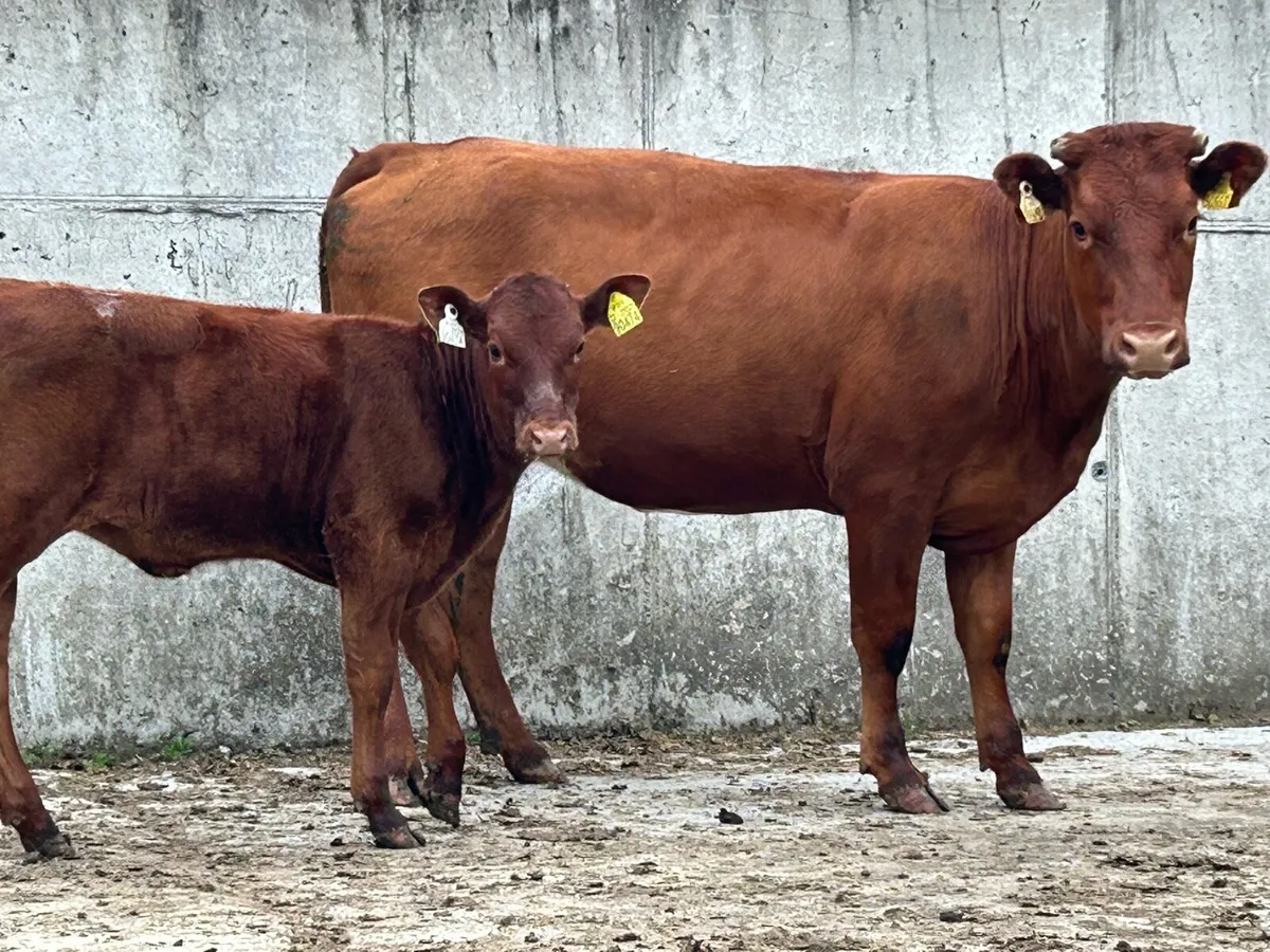Red limousine heifer and heifer calf - Image 1