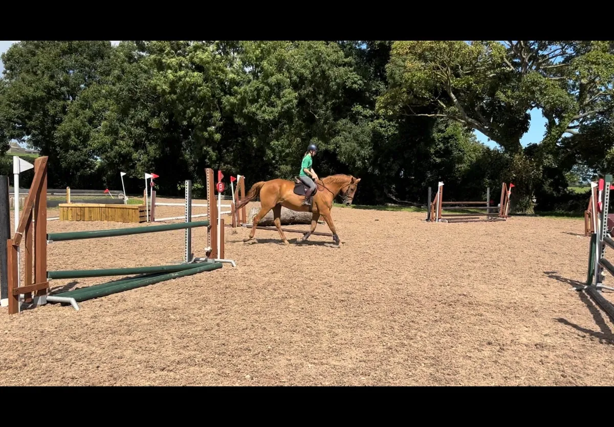 Horse - Image 4