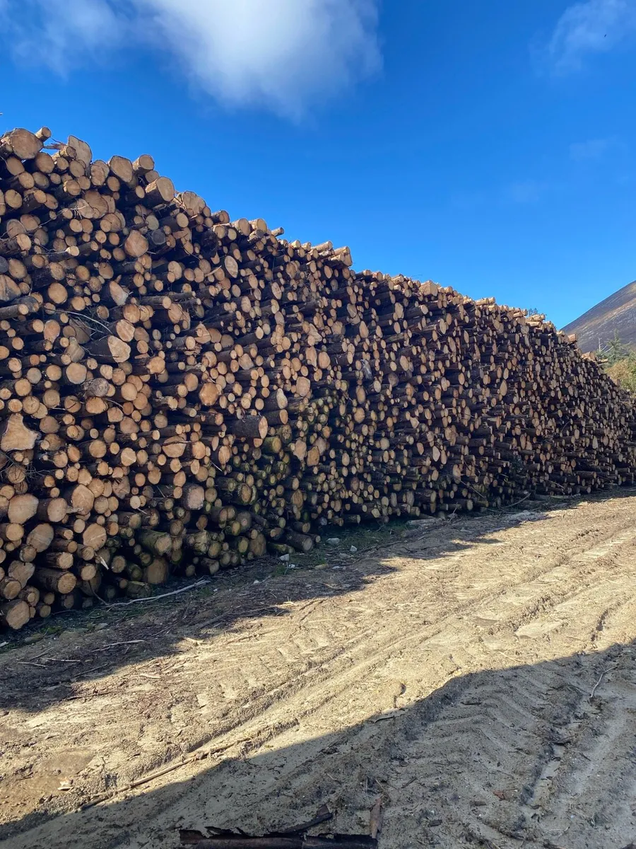 Kiln dried firewood - Image 4