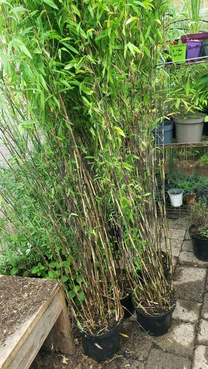 Bamboos Volcano - Image 2