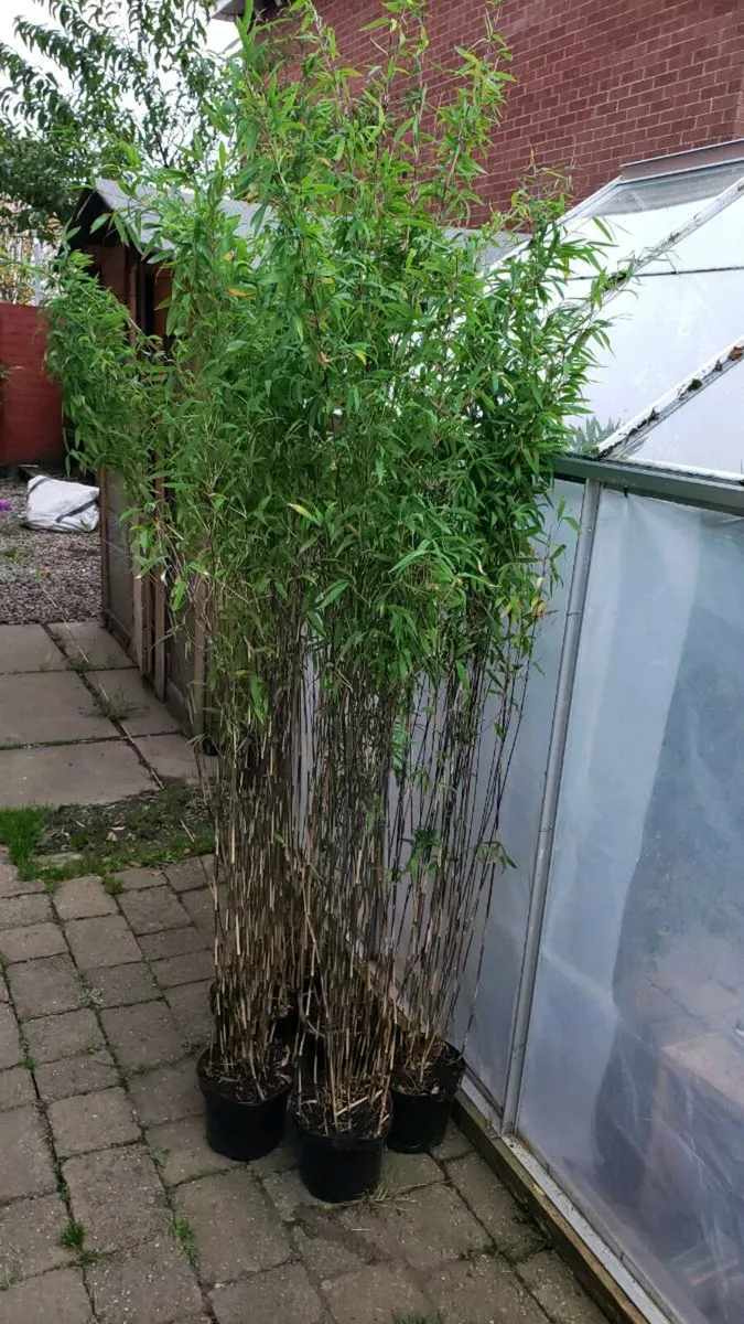 Bamboos Volcano - Image 3