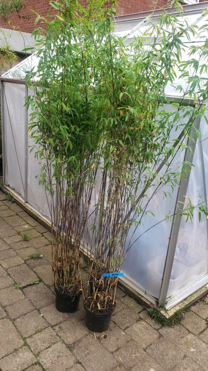 Bamboos Volcano - Image 1