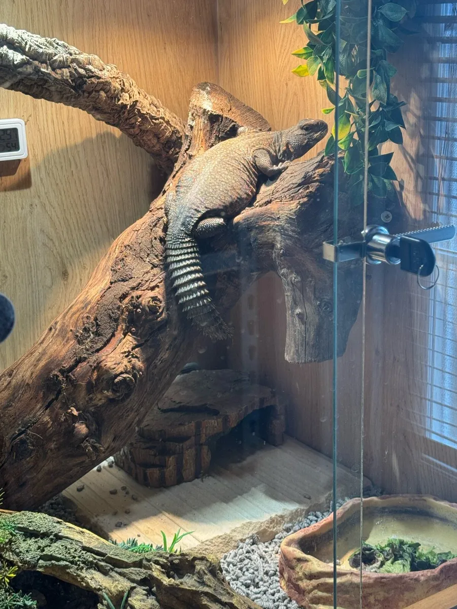 Moroccan Uromastyx - Image 1