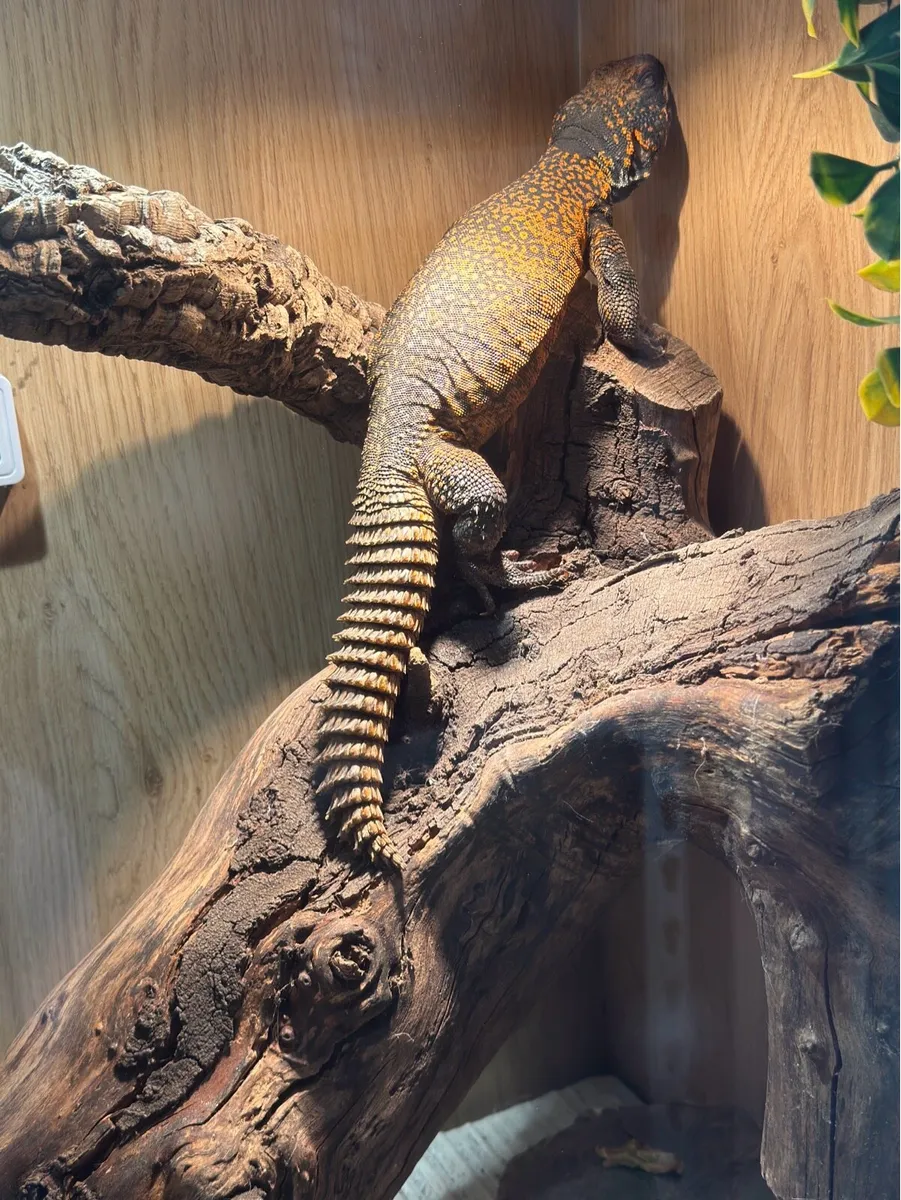 Moroccan Uromastyx - Image 2