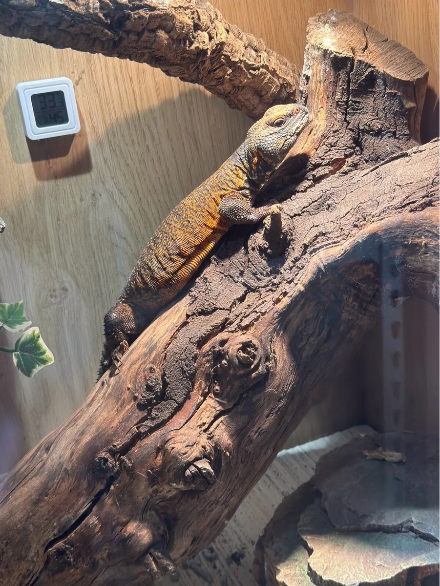 Moroccan Uromastyx - Image 3