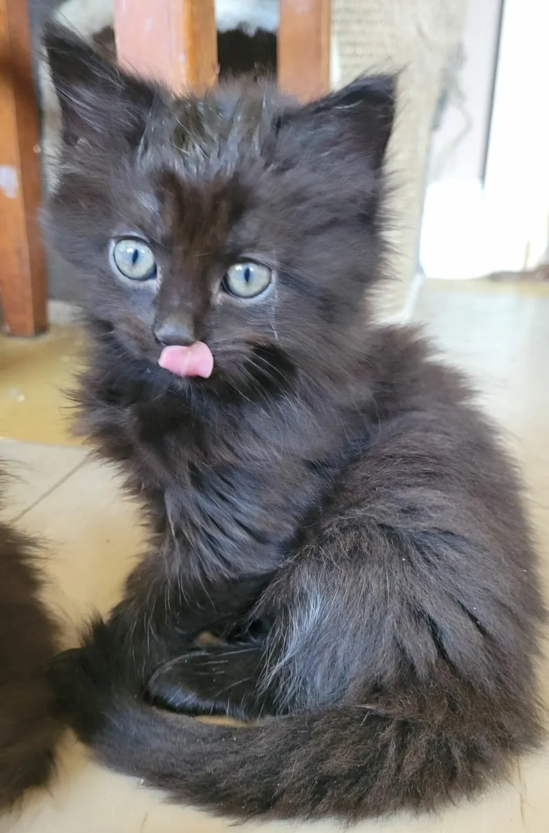 Long haired kittens - Image 1