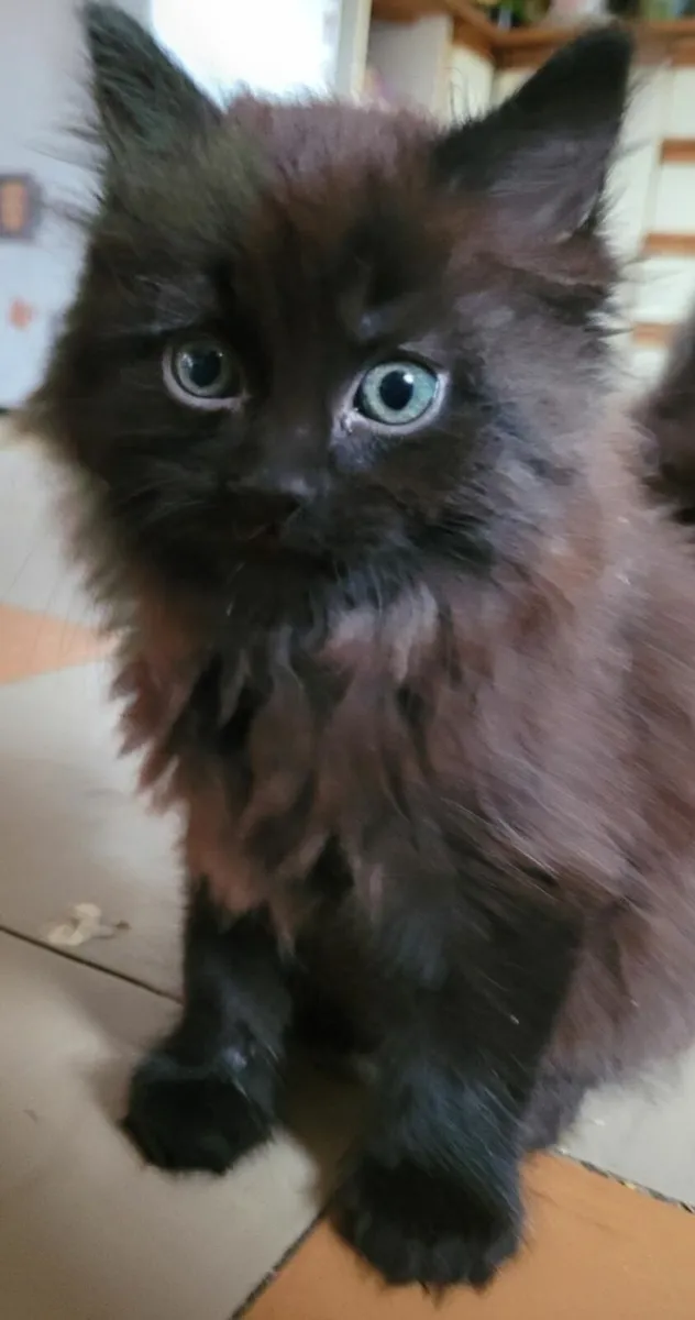 Long haired kittens - Image 3