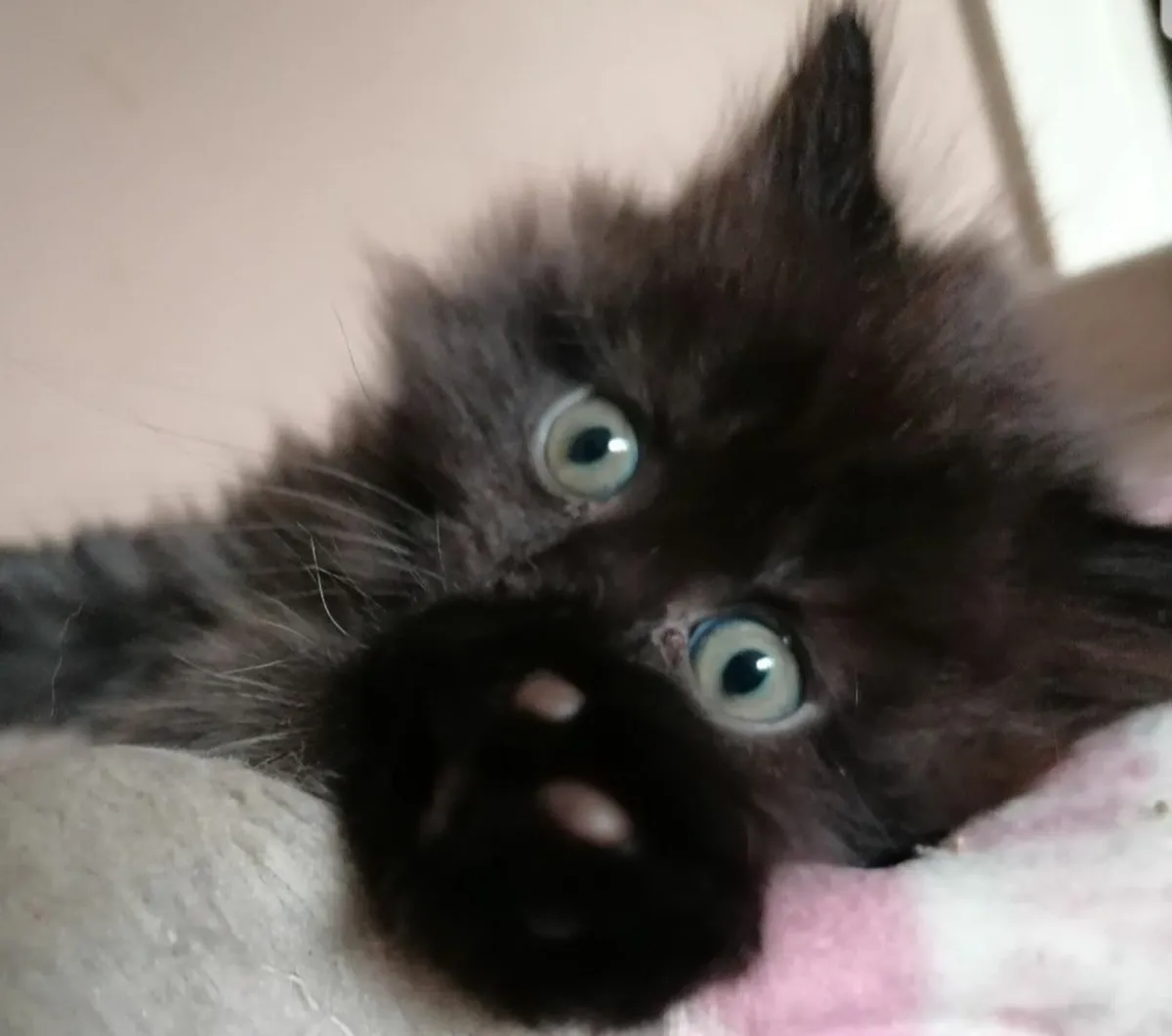 Long haired kittens - Image 4