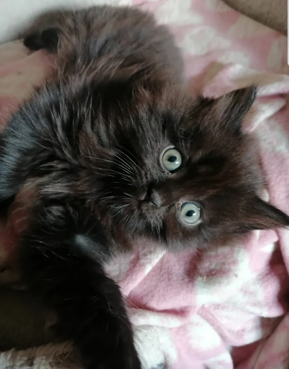 Long haired kittens - Image 4