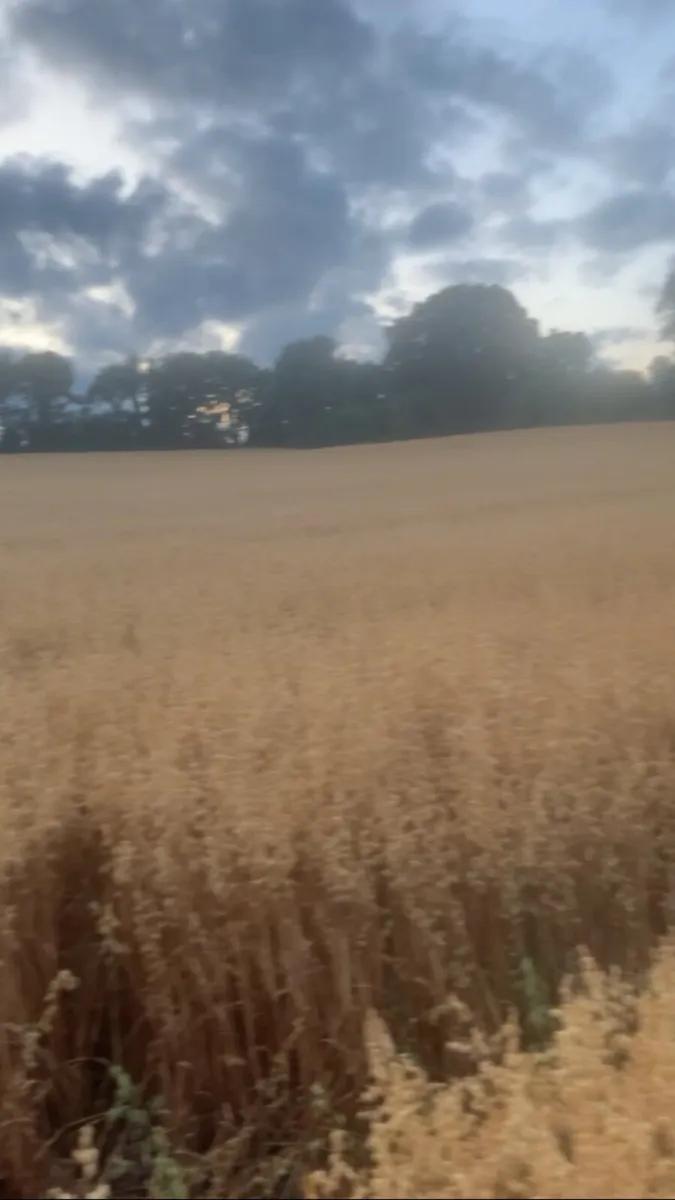 Oat straw 2025 - Image 2