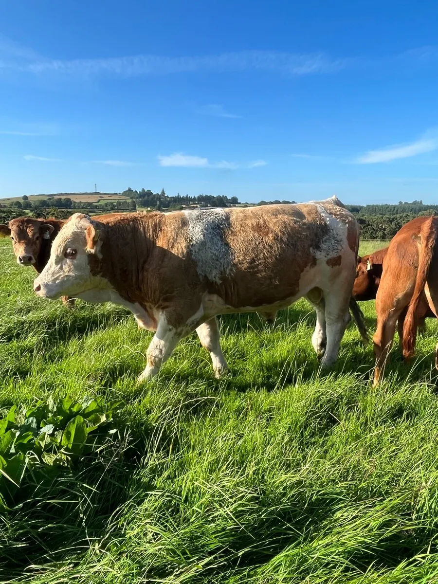 Super Simmental bull - Image 2