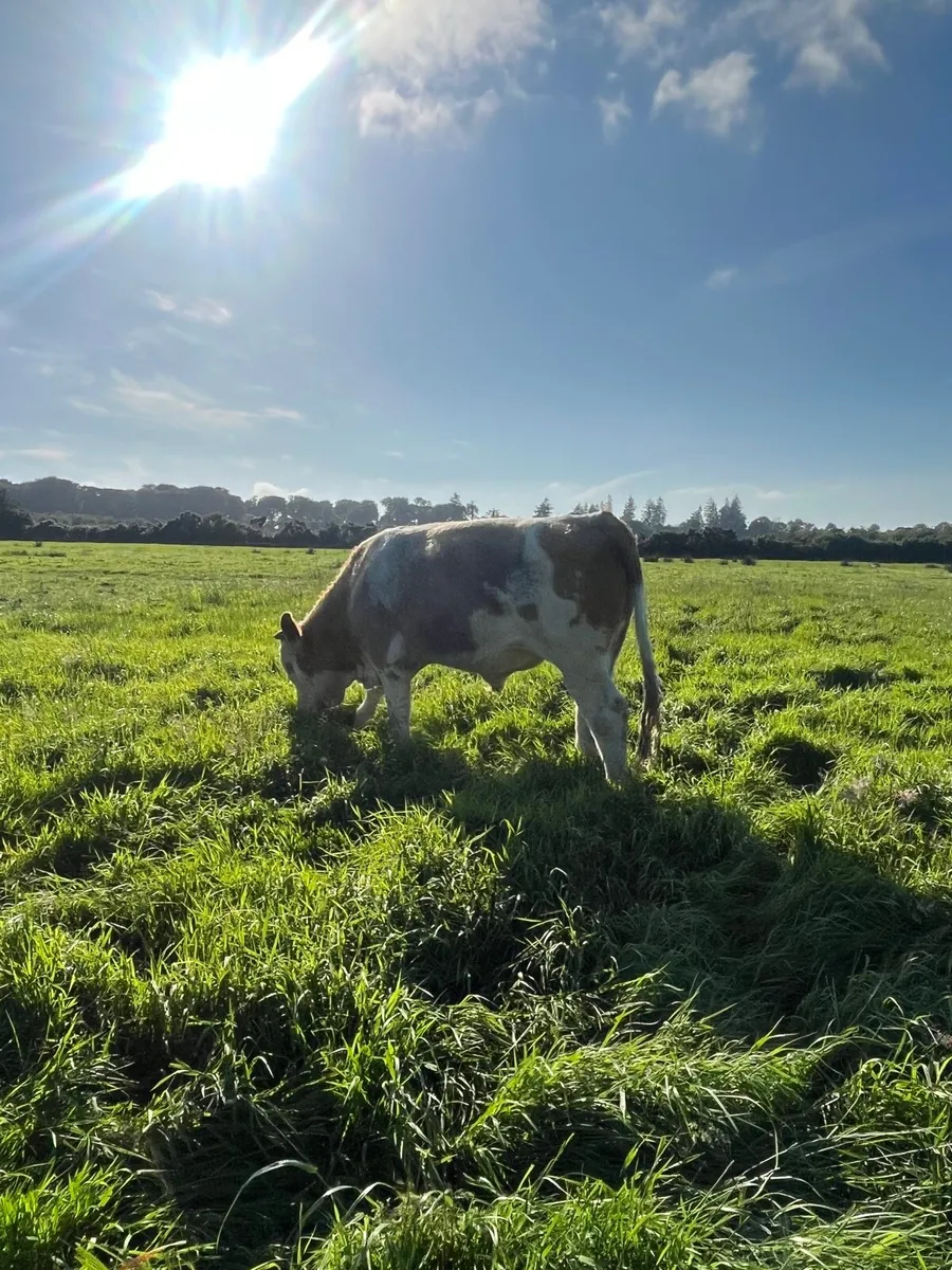 Super Simmental bull - Image 3