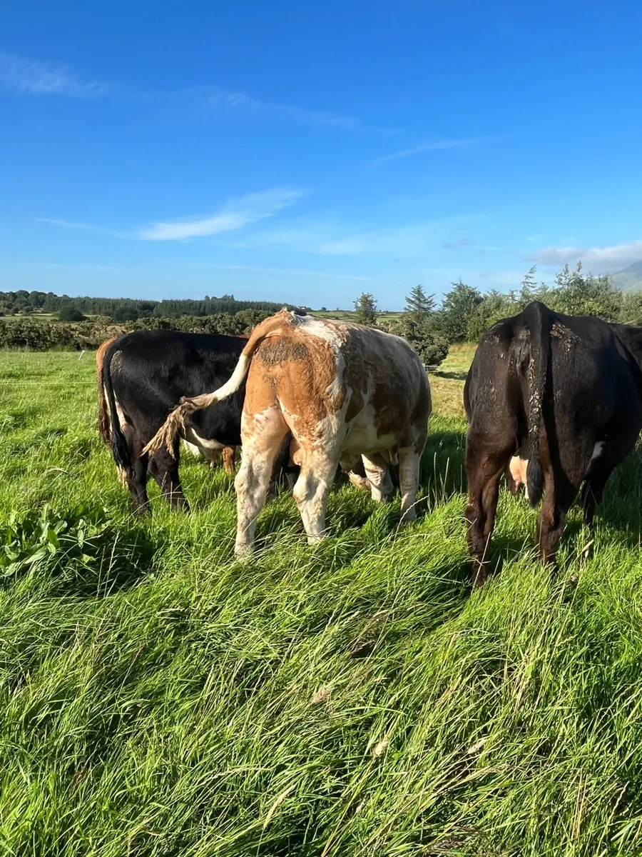 Super Simmental bull - Image 4
