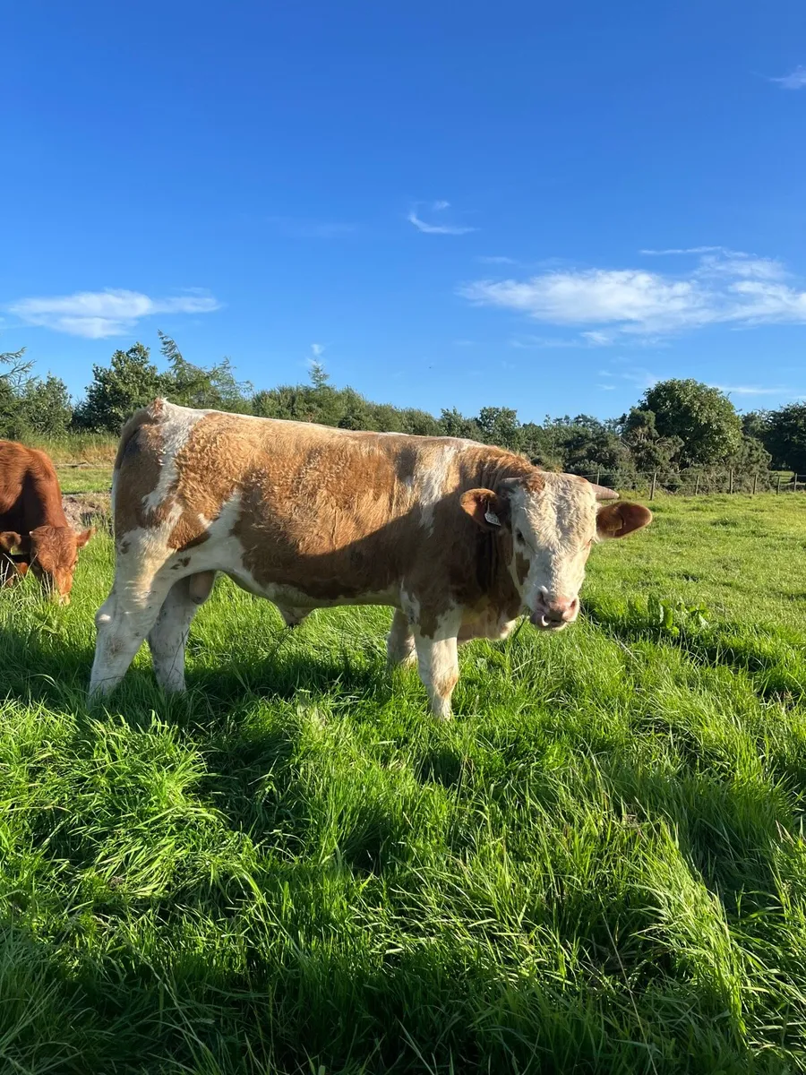 Super Simmental bull - Image 1