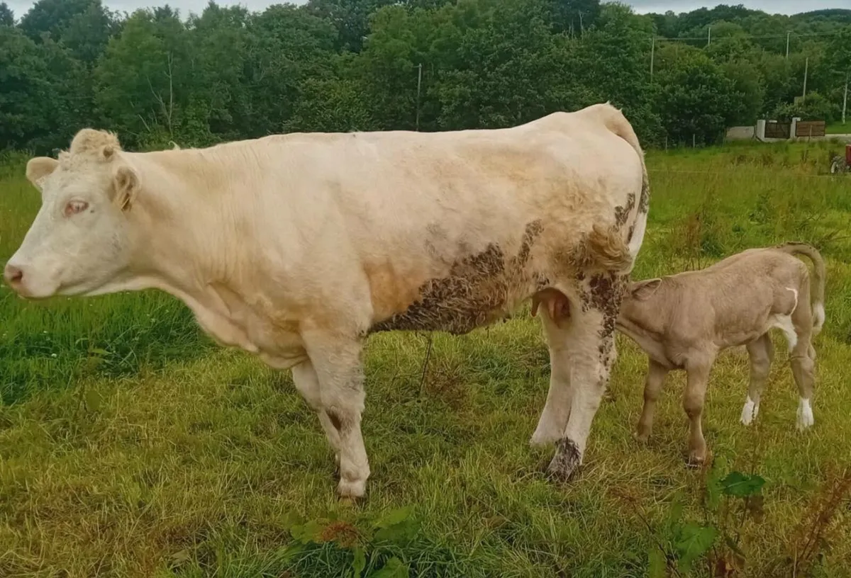 Cow and calf - Image 1