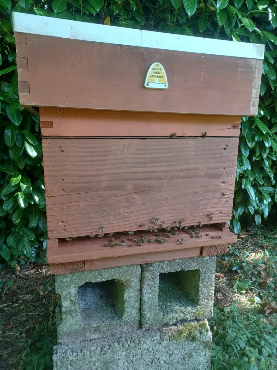 Hive of bees for sale - Image 2
