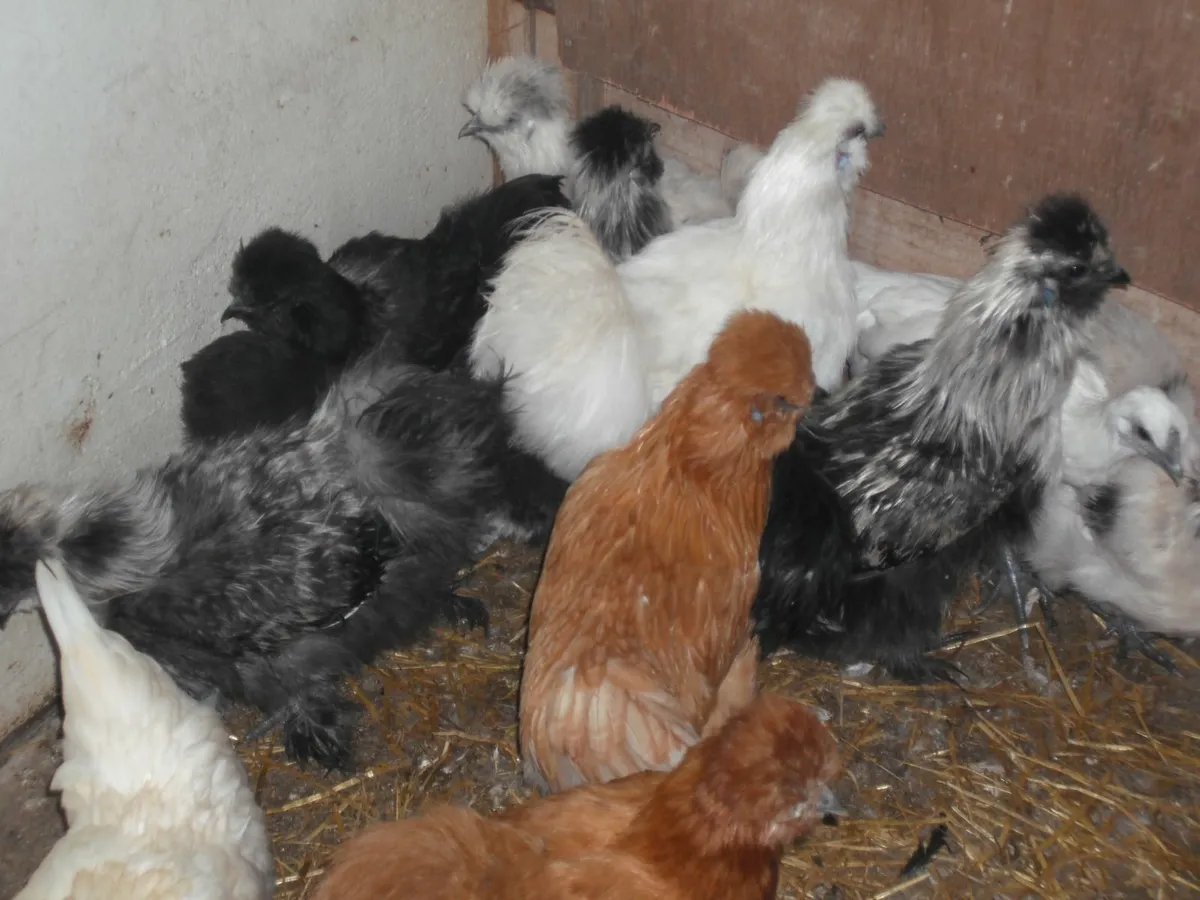 Silkies - Image 1