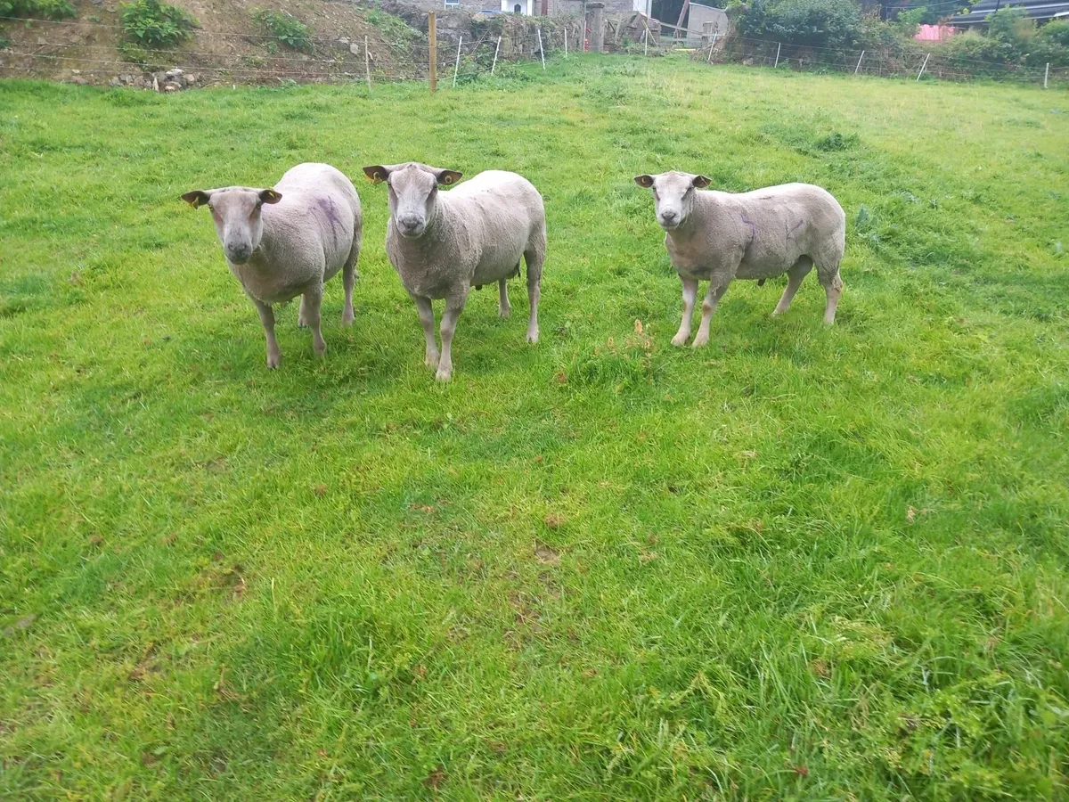 Purebred non registered Charlaois hogget Rams - Image 1