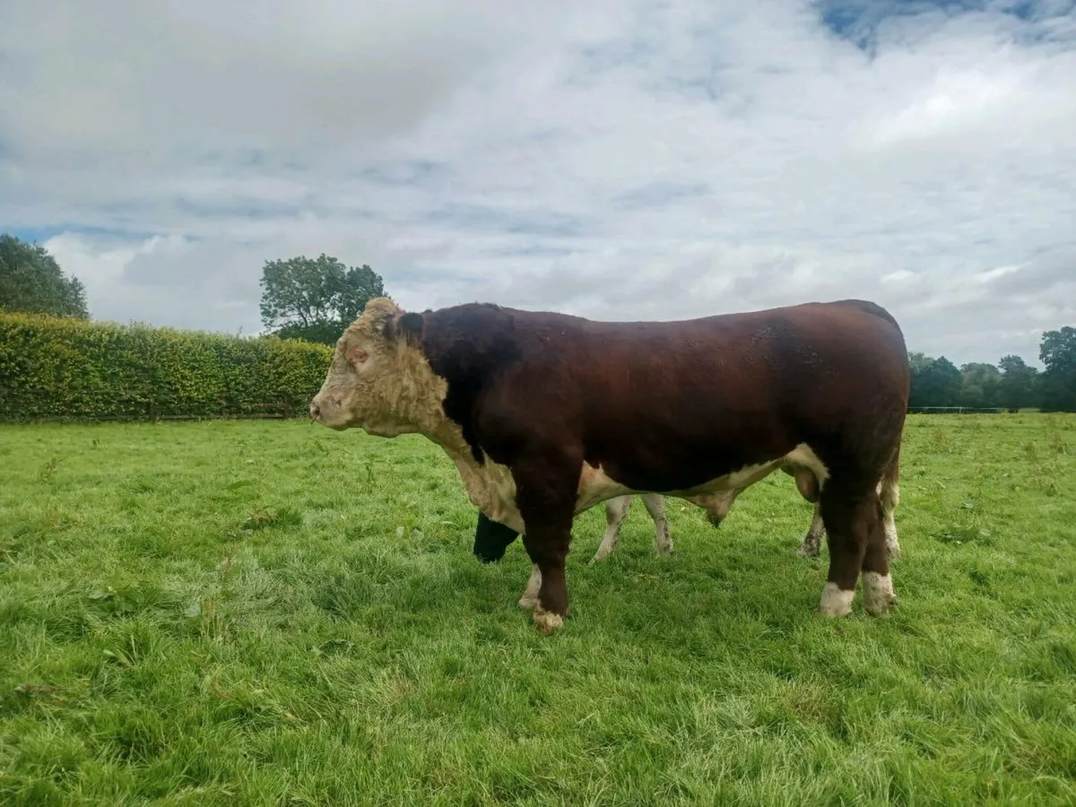 Hearford Bull - Image 1