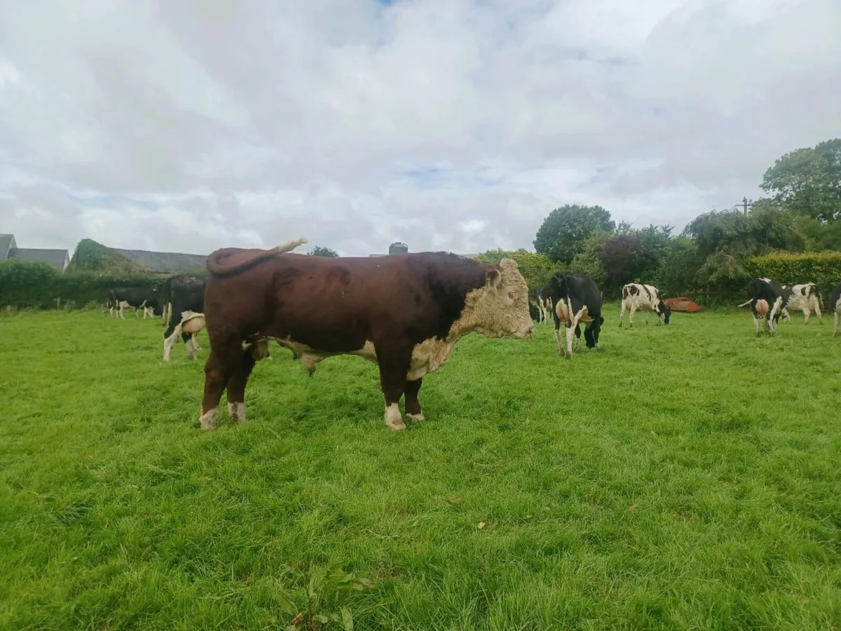 Hearford Bull - Image 2