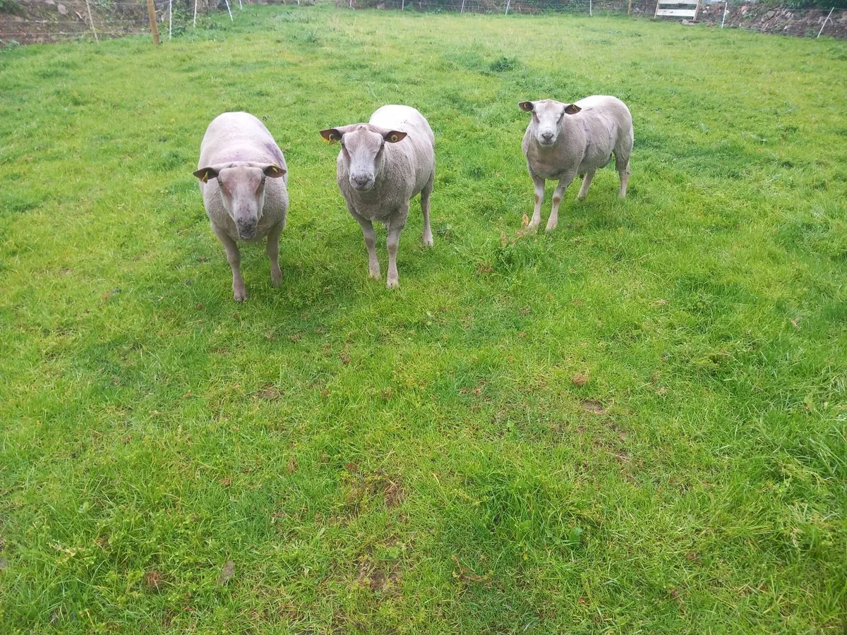 Purebred non registered Charlaois hogget Rams - Image 3
