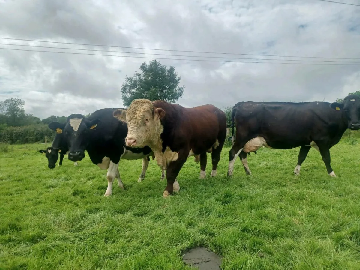 Hearford Bull - Image 3
