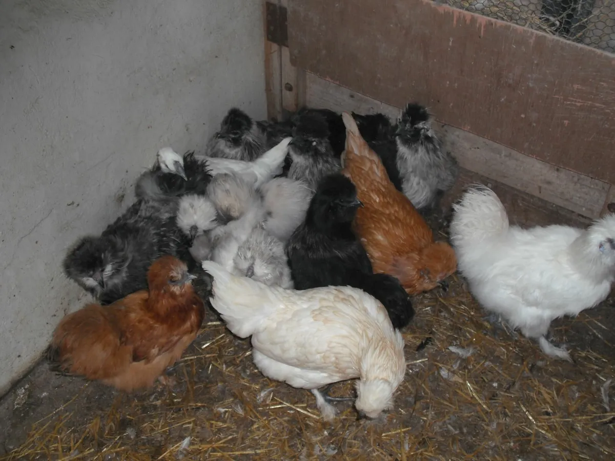 Silkies - Image 2