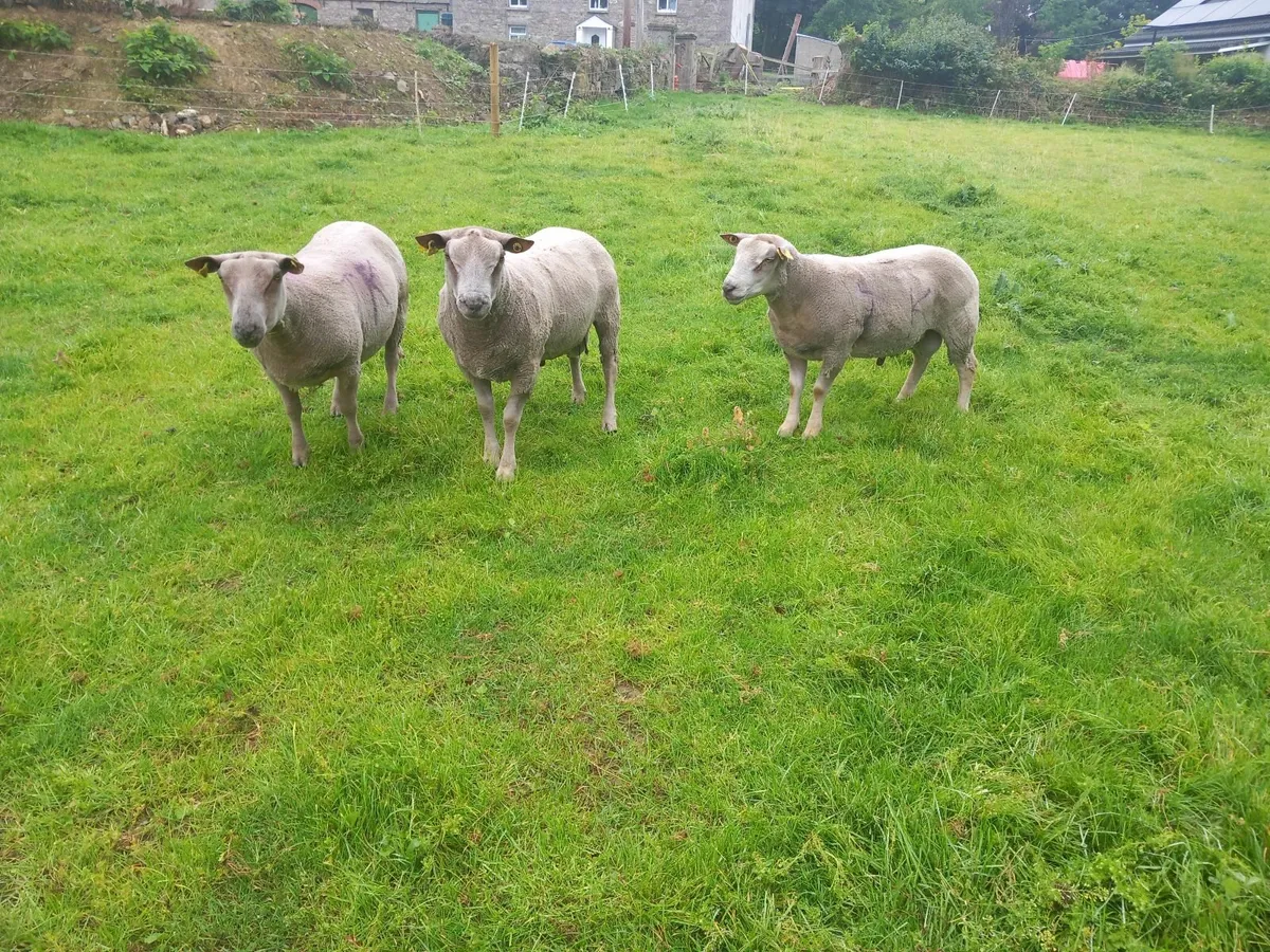 Purebred non registered Charlaois hogget Rams - Image 4