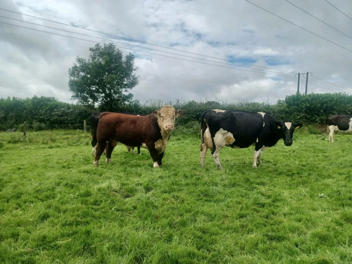 Hearford Bull - Image 4